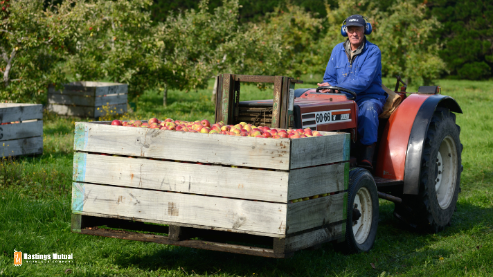 apple orchard farm worker driving tractor