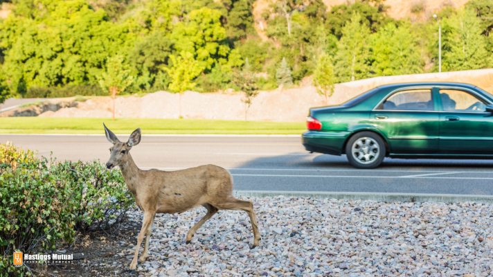 Car and deer