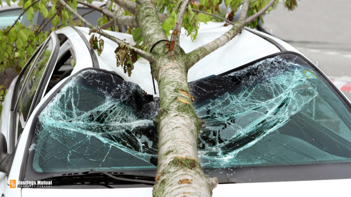 a fallen tree on a smashed car